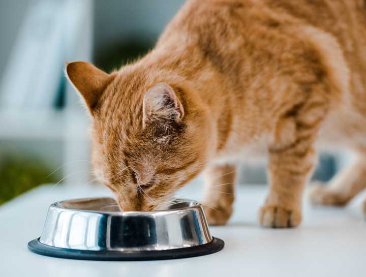 Homemade Pet Recipes Not As Health Expected