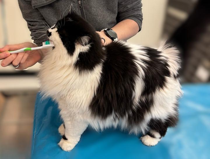 $city Pet Dentist