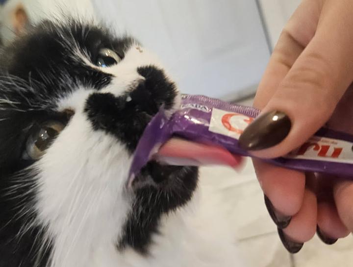 $City Animal Nutritionists