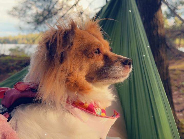 Preventive Care for Dogs