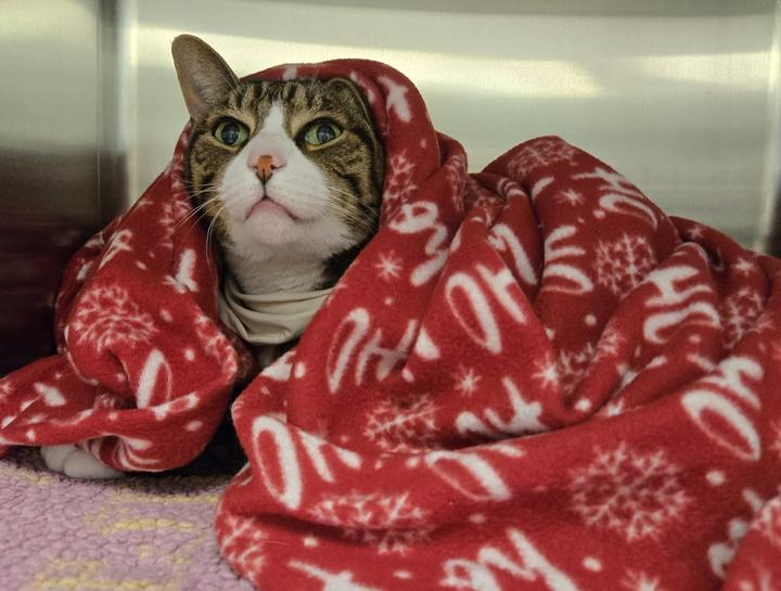 Preventive Care for Cats