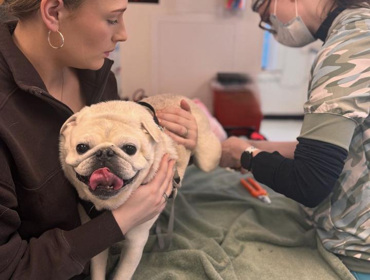 Pet Allergy & Dermatology