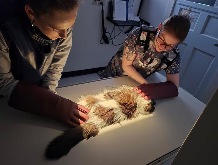 Pet Digital Radiology