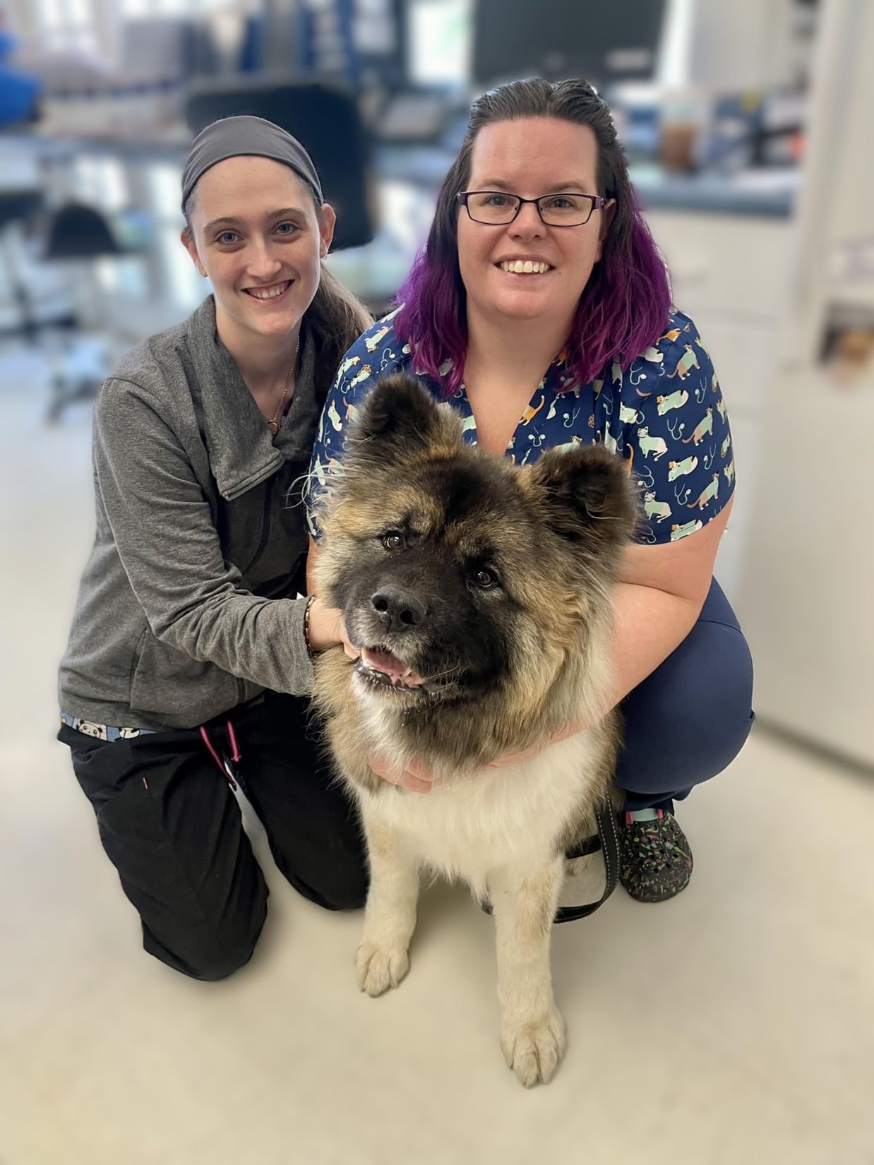 Book An Appointment Long Trail Veterinary Center