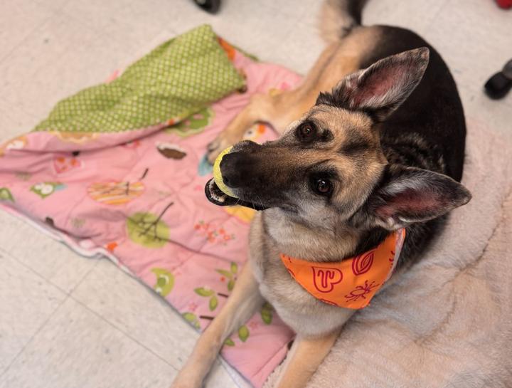 Pet Behaviorists in $city