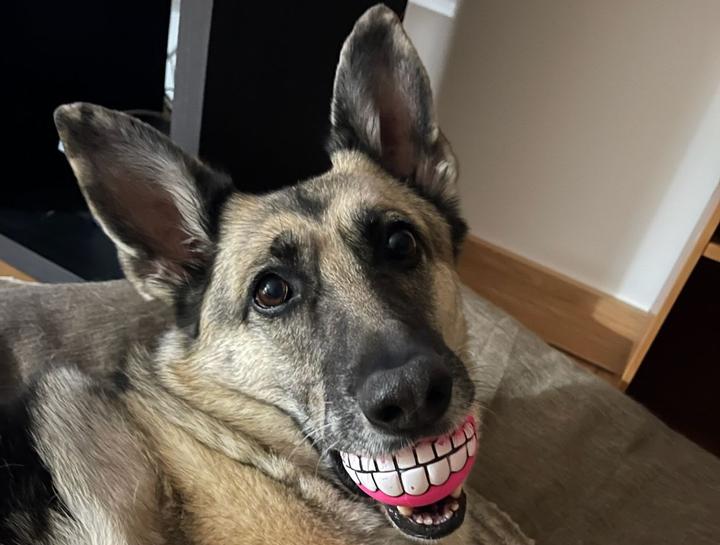 Pet Dental Care in $city